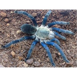 Haplopelma lividum M-L