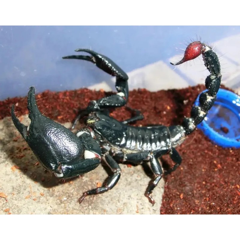 Heterometrus cyaneus S