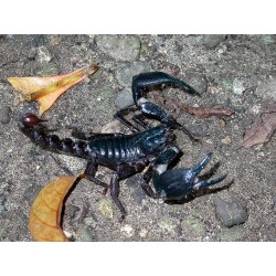 Heterometrus cyaneus S