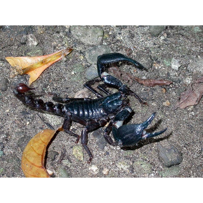 Heterometrus cyaneus S