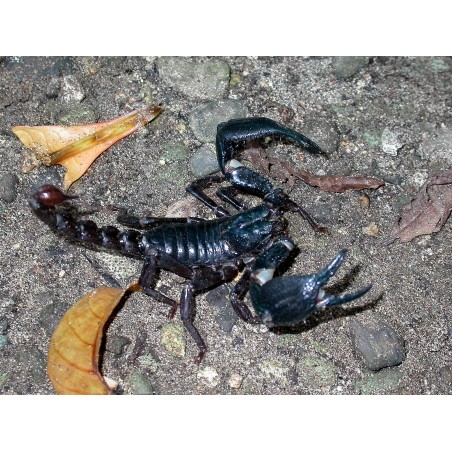 Heterometrus cyaneus S