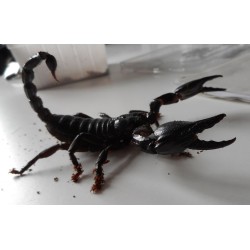 Heterometrus petersii S