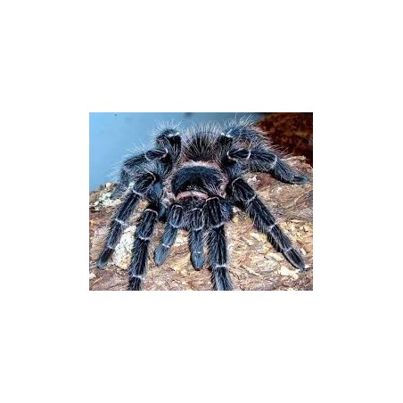 Lasiodora parahybana 2.5-3 cm