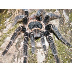 Lasiodora parahybana 2.5-3 cm