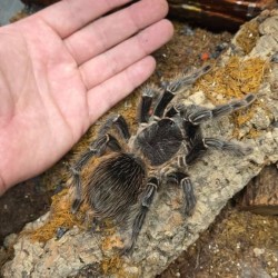 Lasiodora parahybana 2.5-3 cm