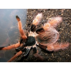 Megaphobema robustum Goliath red leg bayba     2.5-3 cm