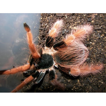 Megaphobema robustum Goliath red leg bayba     2.5-3 cm