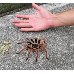 Megaphobema robustum Goliath red leg bayba     2.5-3 cm