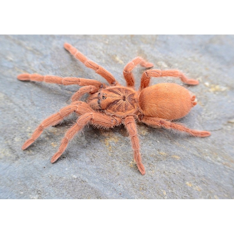 Neoholothele incei gold 2-3 cm