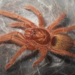 Neoholothele incei gold 2-3 cm