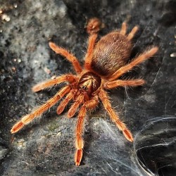 Neoholothele incei gold 2-3 cm