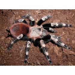 Vitalius chromatus (ex Nhandu chromatus)  3.5-4.5 cm