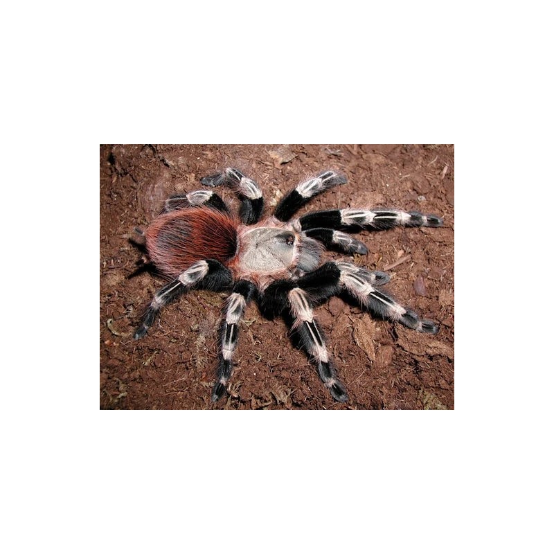 Vitalius chromatus (ex Nhandu chromatus)  3.5-4.5 cm