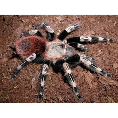 Vitalius chromatus (ex Nhandu chromatus)  3.5-4.5 cm