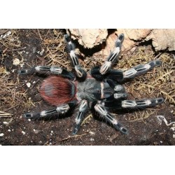 Vitalius chromatus (ex Nhandu chromatus)  3.5-4.5 cm