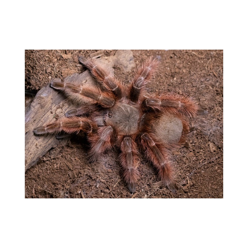 Nhandu tripepii 2-3 cm