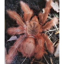 Nhandu tripepii 2-3 cm