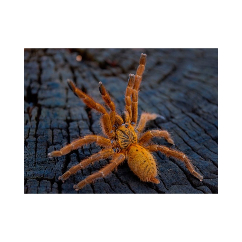 Pterinochilus usambara 3 cm