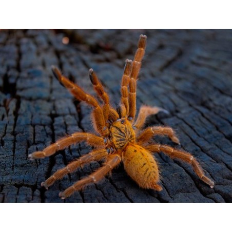 Pterinochilus usambara 3 cm