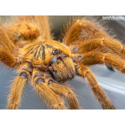 Pterinochilus usambara 3 cm