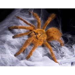 Pterinochilus usambara 3 cm