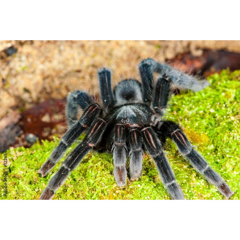 Selenocosmia javanensis  M-L