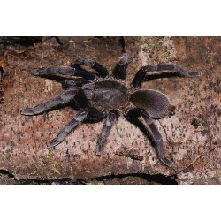 Selenocosmia javanensis  M-L