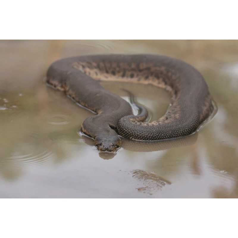 Acrochordus javanicus baby-small