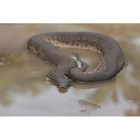 Acrochordus javanicus baby-small