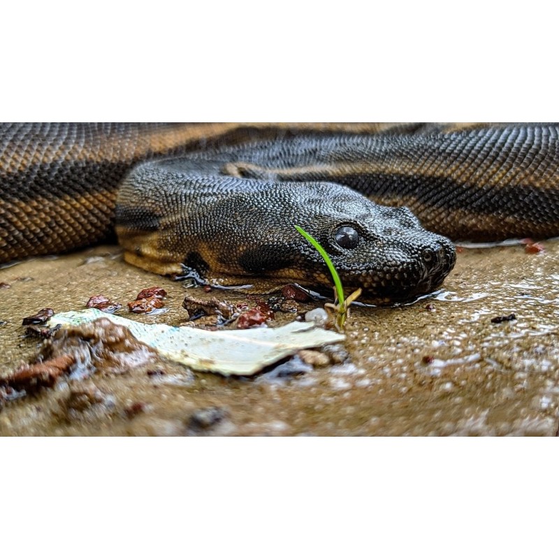 Acrochordus javanicus baby-small