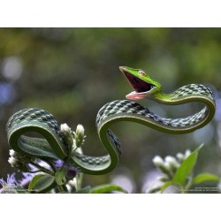 Ahaetulla nasuta 70-90 cm