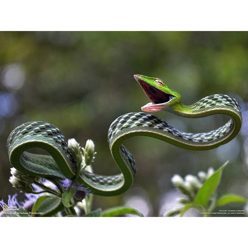 Ahaetulla nasuta 70-90 cm