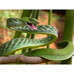 Ahaetulla nasuta 70-90 cm