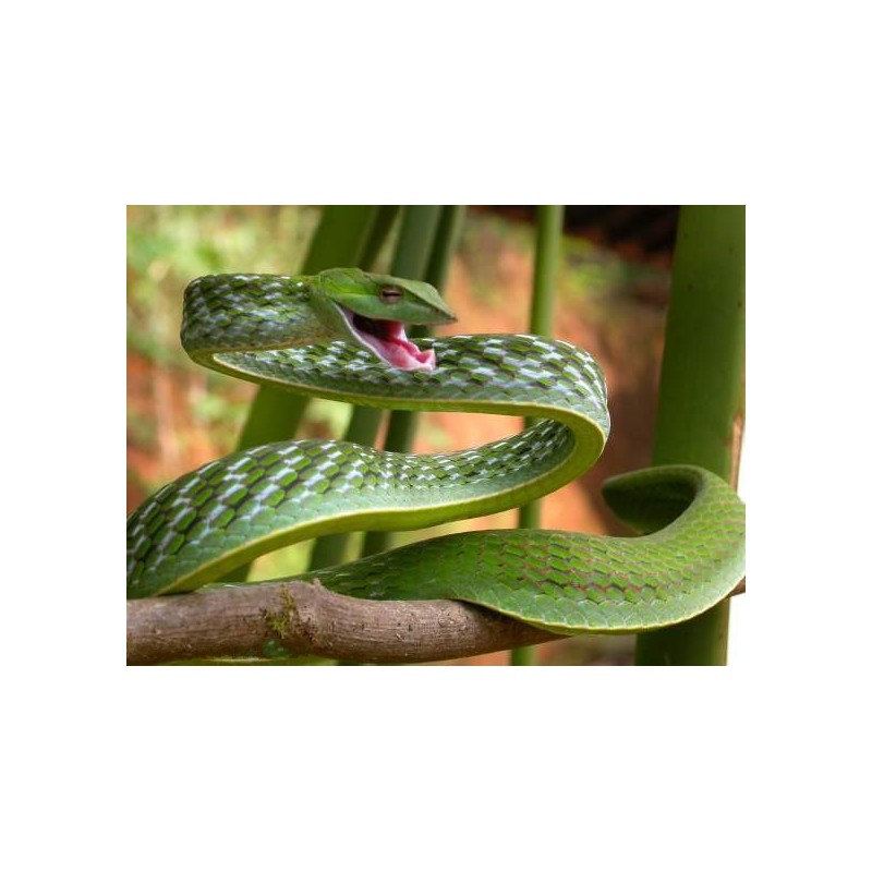 Ahaetulla nasuta 70-90 cm