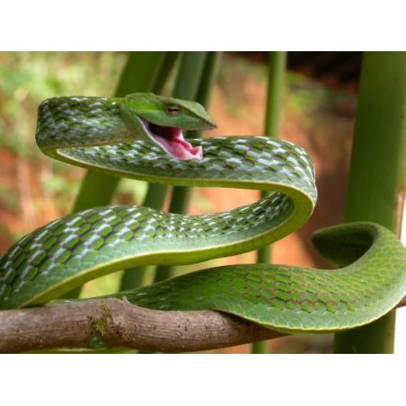 Ahaetulla nasuta 70-90 cm