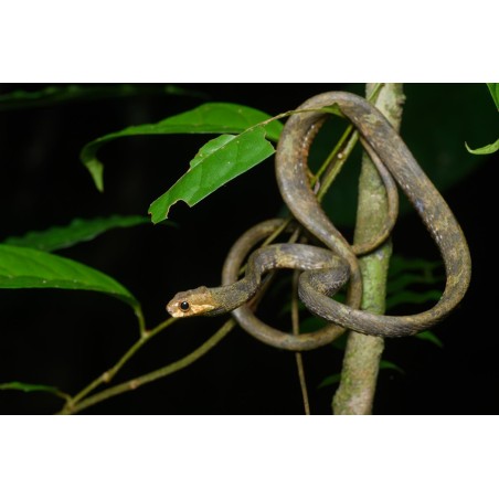 Aplopeltura boa  medium-large