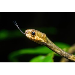 Aplopeltura boa  medium-large