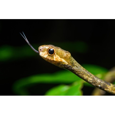Aplopeltura boa  medium-large