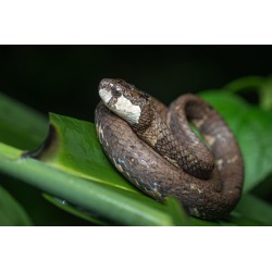 Aplopeltura boa  medium-large