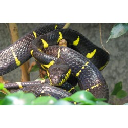 Boiga dendrophila M-L