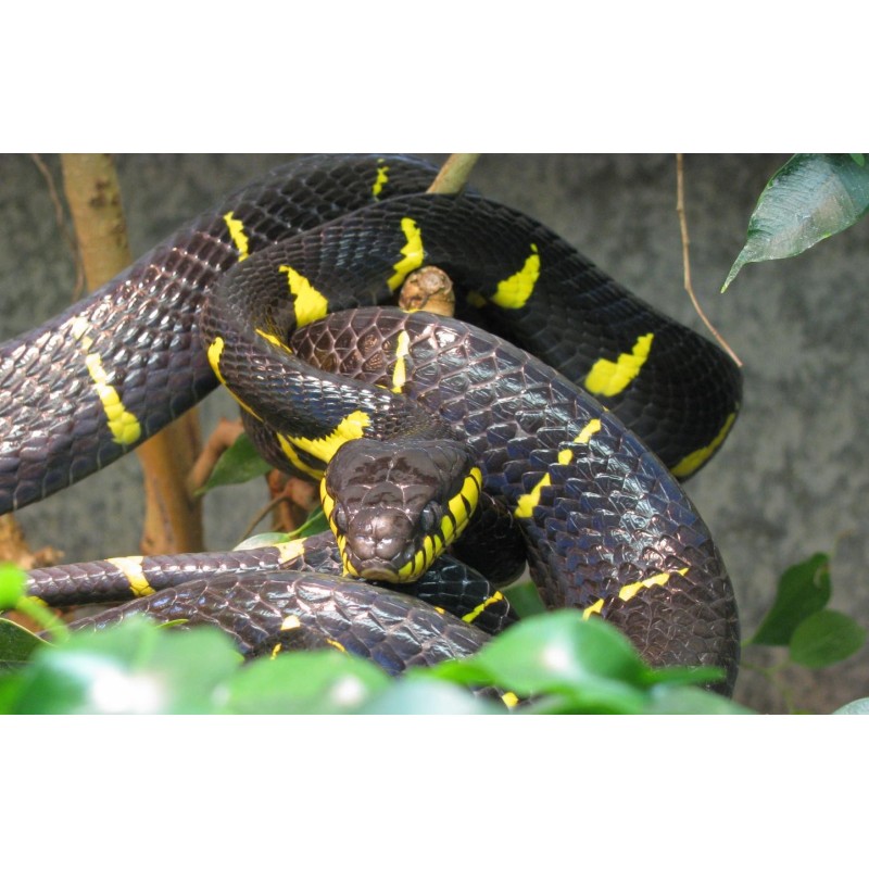 Boiga dendrophila M-L