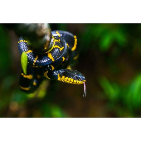 Boiga dendrophila M-L