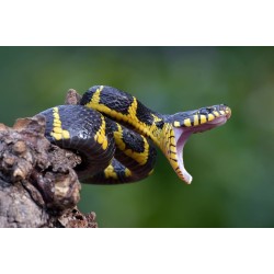 Boiga dendrophila M-L