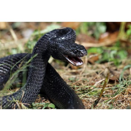 Boiga dendrophila gemmicincta  M-L