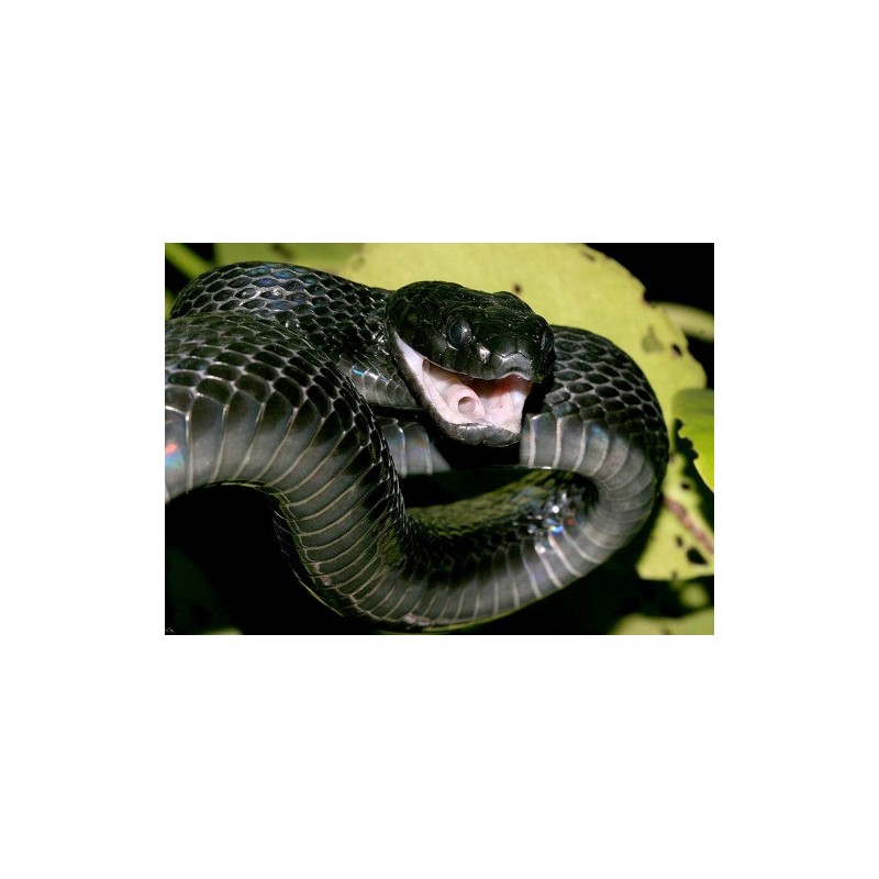 Boiga dendrophila gemmicincta  M-L
