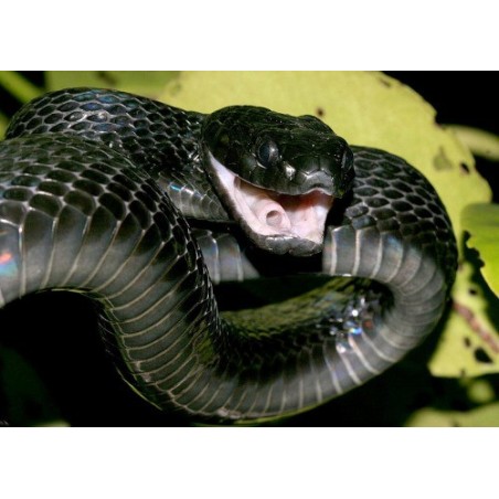 Boiga dendrophila gemmicincta  M-L