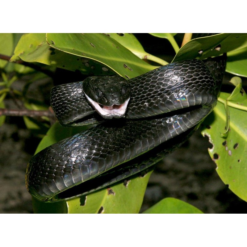 Boiga dendrophila gemmicincta  M-L