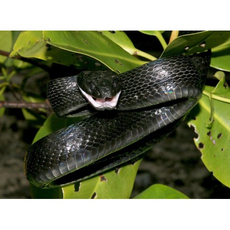 Boiga dendrophila gemmicincta  M-L