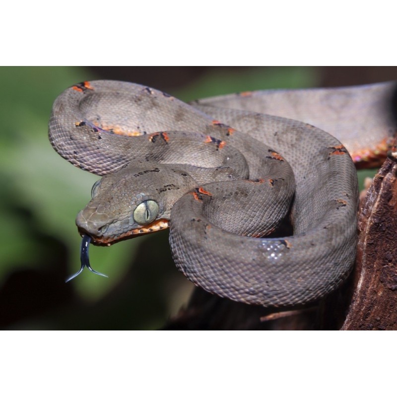 Corallus hortulana  CB M-L