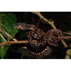 Corallus hortulana  CB M-L